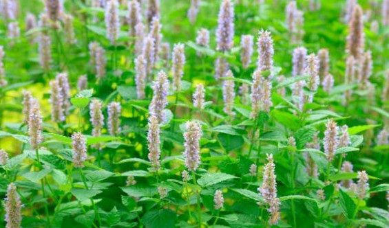 Le patchouli, la profondeur boisée des terres lointaines