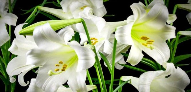  Fleur de lys, la pureté élégante des jardins royaux