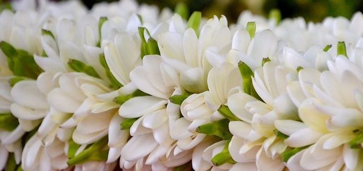  Fleur de tiaré, l’éclat solaire des îles polynésiennes