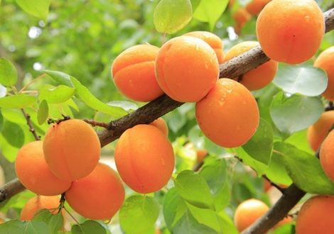 Abricot, la douceur ensoleillée d’un fruit velouté