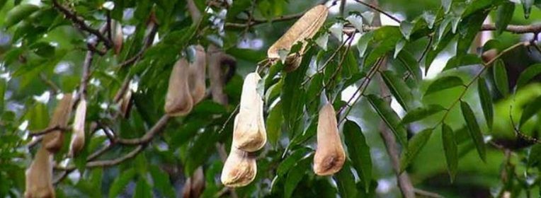 Baume du Pérou, la douceur balsamique des terres lointaines