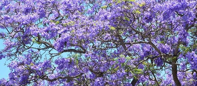  Bois de jacaranda, le souffle doux des tropiques envoûtants