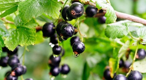 Cassis, l’intensité fruitée d’un trésor noir