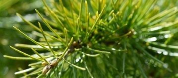 Cèdre, la force tranquille des forêts profondes