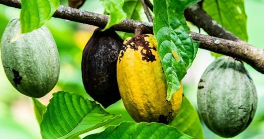 Chocolat, l’intensité gourmande et enveloppante