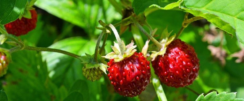 Fraise des Bois, la gourmandise sauvage au cœur de la nature