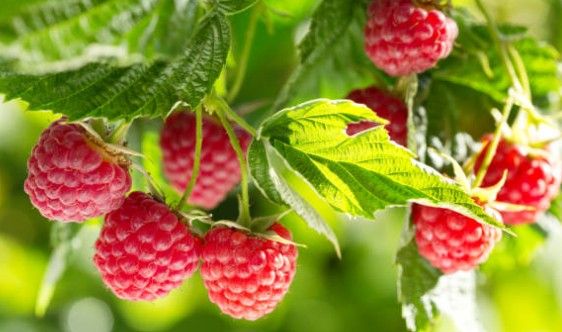 Framboise, la fraîcheur fruitée d’un éclat naturel