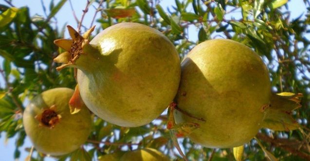  Grenade, l’éclat rubis de la vitalité