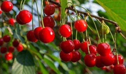 Griotte, la fraîcheur acidulée d’un fruit vibrant