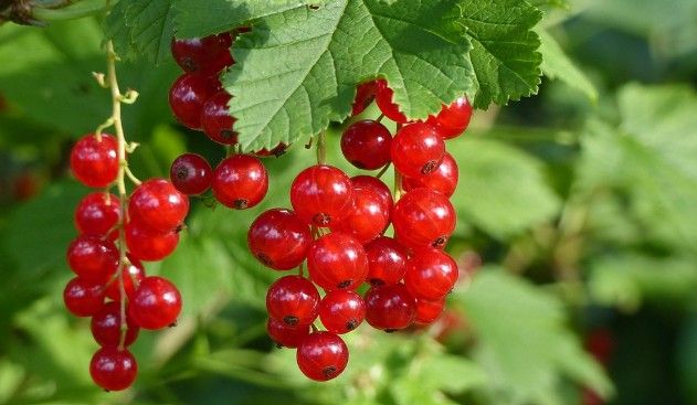 Groseille, l’éclat acidulé de la fraîcheur naturelle