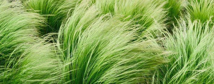  Herbacée, l’essence fraîche et naturelle des prairies
