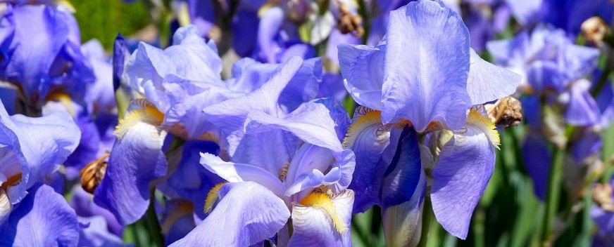  Iris, l’élégance poudrée à l’état pur