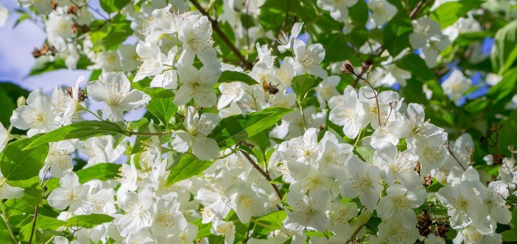 Le jasmin, l’élégance solaire des fleurs blanches