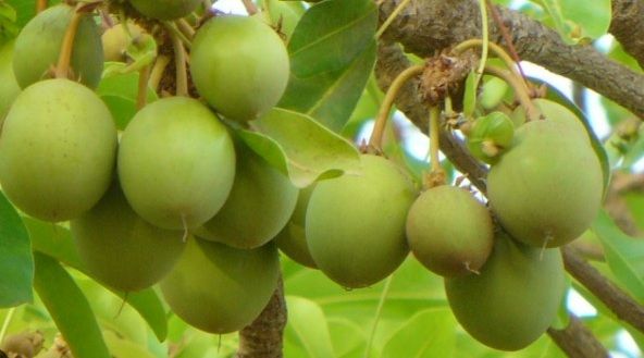 Le beurre de karité, nourrissant et réparateur