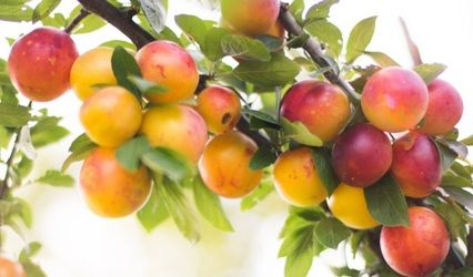 Mirabelle, le soleil doré en parfum de peau