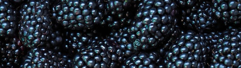 Mûre, la douceur sauvage d’un fruit noir et sucré