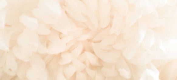 Musc Blanc, la douceur pure et lumineuse