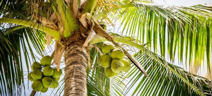 Noix de coco, l’exotisme lacté d’un soin solaire et nourrissant