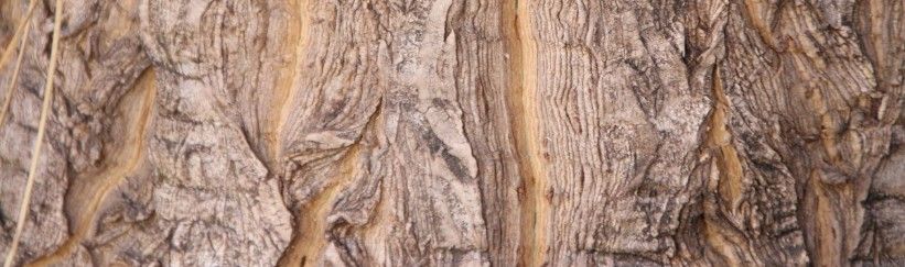 Note boisée, l’élégance naturelle des forêts profondes