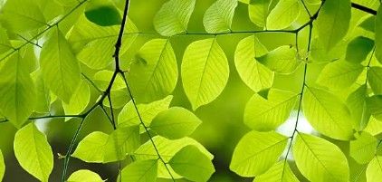 Notes Vertes, la fraîcheur vibrante de la nature
