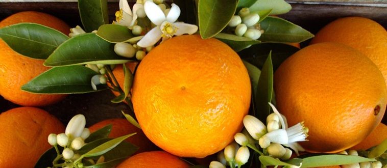 Orange, l’énergie fraîche et vitaminée du soleil