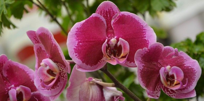 Orchidée, l’élégance florale et mystérieuse