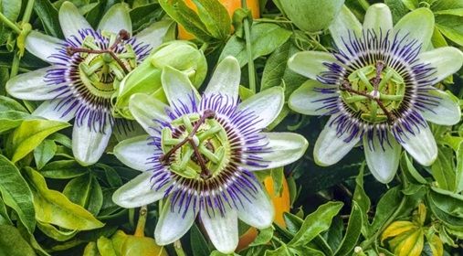 Passiflore, l’harmonie florale au cœur de la sérénité