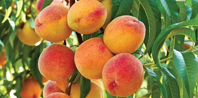 Pêche, la tendresse juteuse du fruit d’été