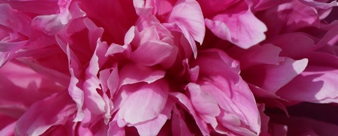 Pivoine, la fraîcheur florale délicate