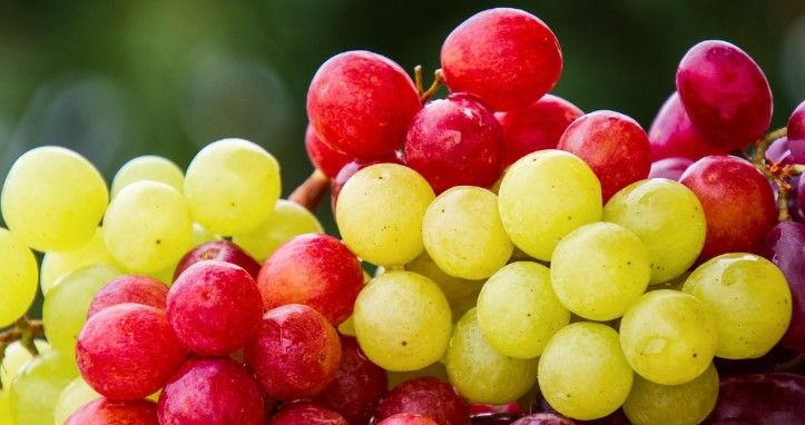 Raisin, l’élixir fruité de jeunesse et de vitalité