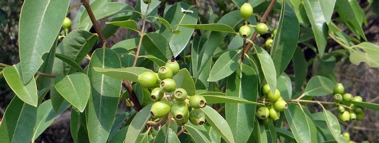 Santal, la chaleur sacrée du bois précieux