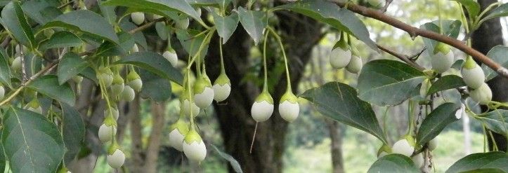 Benjoin, la douceur balsamique aux notes chaleureuses