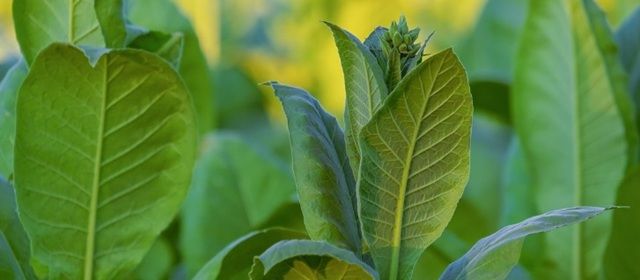 Tabac, l’élégance fumée aux accents mystérieux