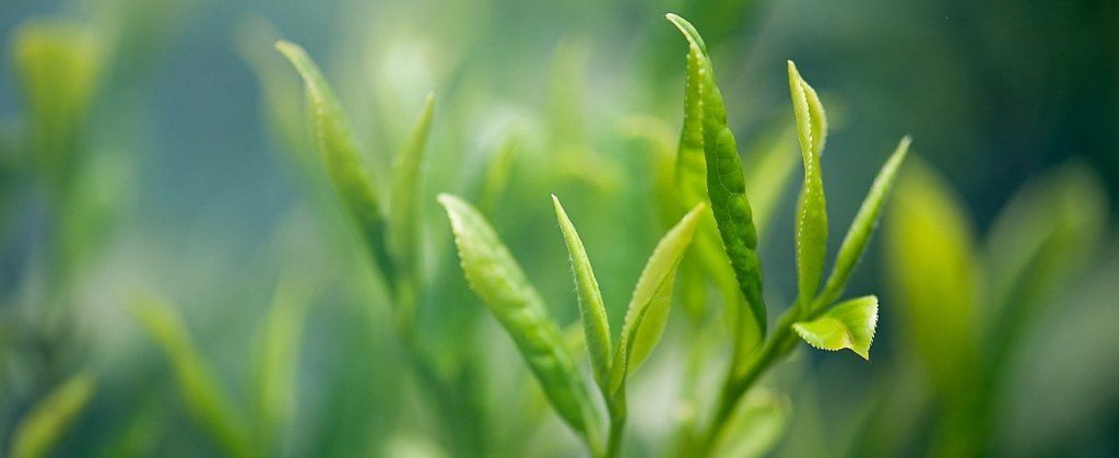 Le thé vert, revitalisant et antioxydant