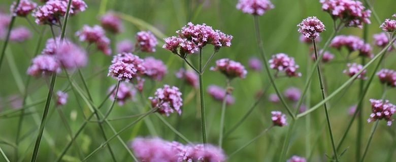 La verveine, relaxante et équilibrante