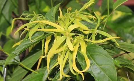 Ylang-ylang, l’exotisme floral et sensuel