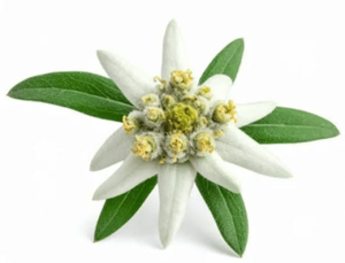 Savon 100g boîte métal Ski de piste