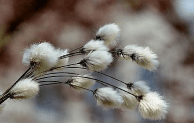 Savon 100g boîte métal Village alsacien