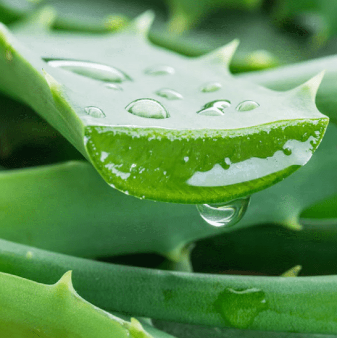 Gel douche 2en1 Aloésir - Bidon 5L