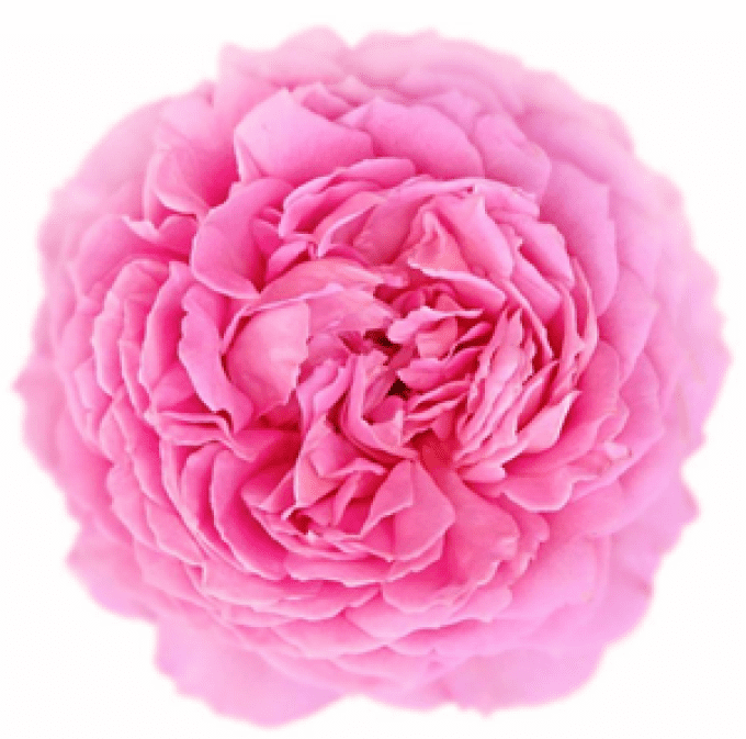 Savon 100g boîte métal Le Sacré Coeur