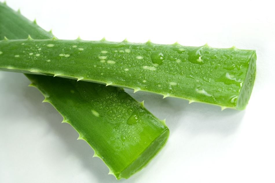 aloe vera