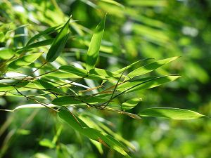 Feuilles de bambou