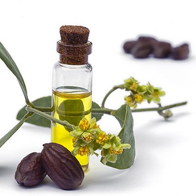 le jojoba